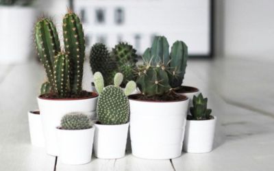 How to Grow Cactus