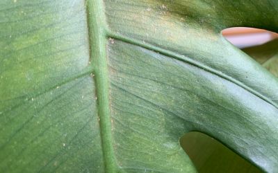 Spider mites on monstera leaf