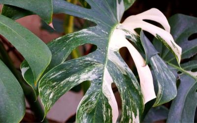 Why are variegated monstera so expensive?