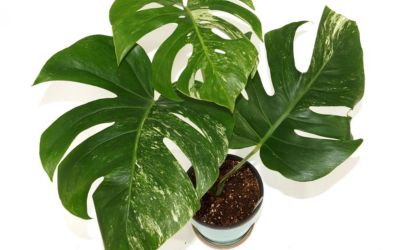 different types of monstera plants