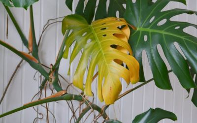 monstera leaves turning yellow