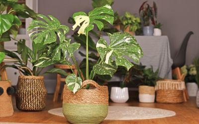 Ways To Find Cheap Monstera Plants
