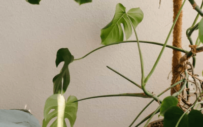How to support a monstera plant Image